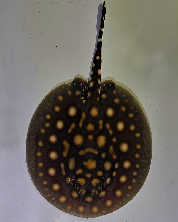 Ocellate River x Black Diamond Stingray ~ 10cm Dia